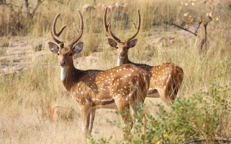 From Jaipur: One Day Trip to Ranthambore Tiger Safari - What You’ll Feel at Ranthambore Beyond the Safari