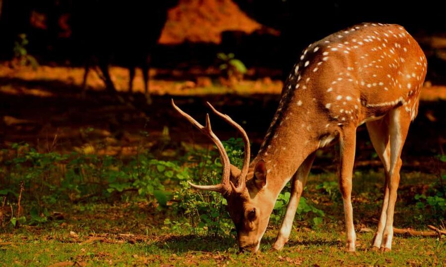 From Jaipur: One Day Trip to Ranthambore Tiger Safari - Price and Value: What You’re Paying For (and What You Still Need to Budget)