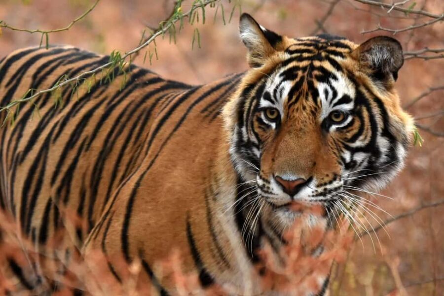 From Jaipur: One Day Trip to Ranthambore Tiger Safari - Arriving for the Afternoon Safari Window (and Why Timing Feels Like Everything)