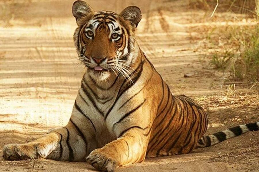 From Jaipur: Praivte Ranthambore Tour By Jeep Canter Safari - Your safari vehicle choice: Jeep vs canter (and why it changes everything)