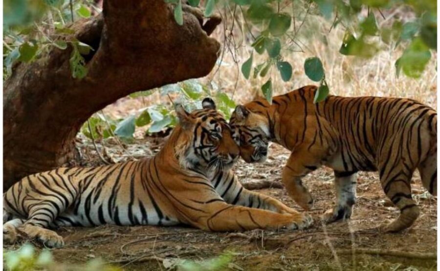 From Jaipur: Praivte Ranthambore Tour By Jeep Canter Safari - When multiple vehicles converge: managing expectations during sightings