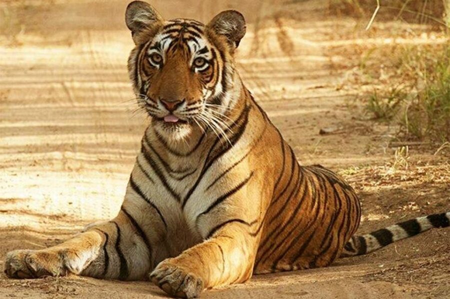 From Jaipur: Praivte Ranthambore Tour By Jeep Canter Safari - What the day feels like, step by step