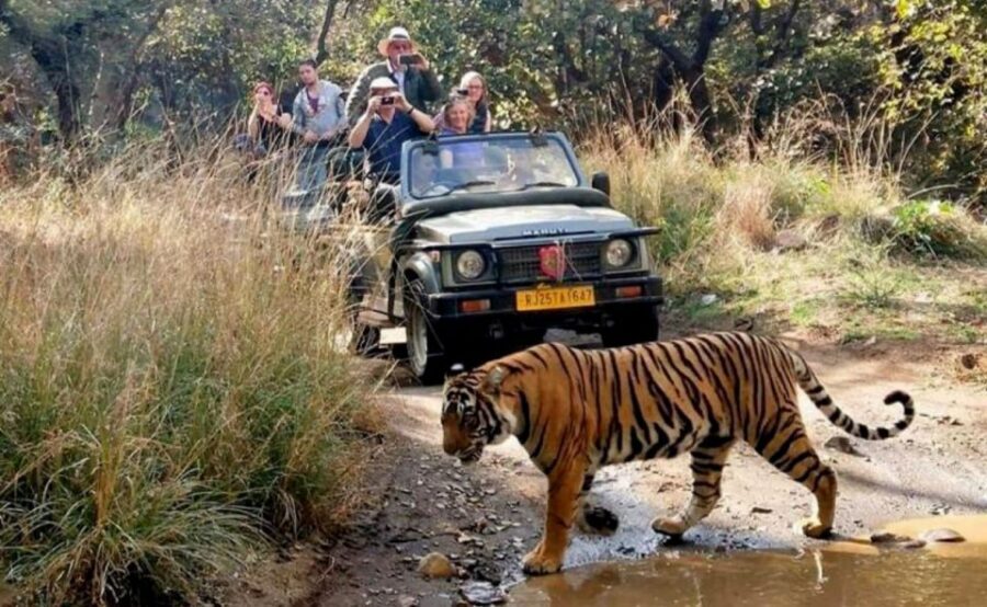 From Jaipur: Praivte Ranthambore Tour By Jeep Canter Safari - The drivers and guides: names that show up for a reason