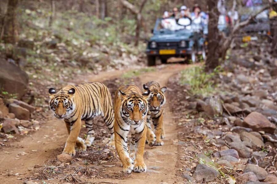 From Jaipur: Praivte Ranthambore Tour By Jeep Canter Safari - Entering the park on time: how the safari schedule works