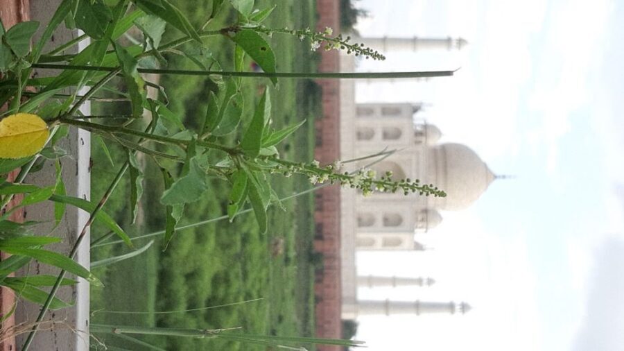 From Jaipur: Private Taj Mahal Sunrise & Agra Fort Tour - Price and value: why this can be a bargain (and when it isn’t)