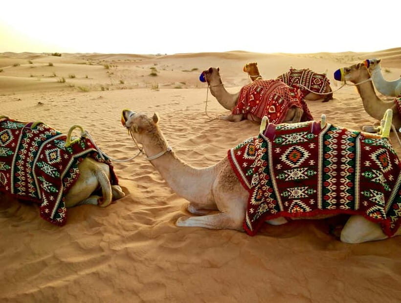 From Jaipur: Pushkar and Ajmer Private Day Trip - Why This Jaipur-to-Pushkar-and-Ajmer Day Trip Fits So Well