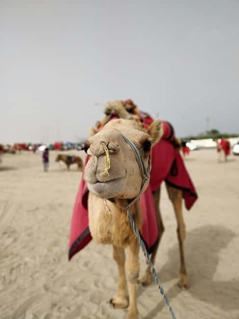 From Jaipur: Pushkar and Ajmer Private Day Trip - Cost-Control Tips: Donations, Storage, and Safari Add-Ons