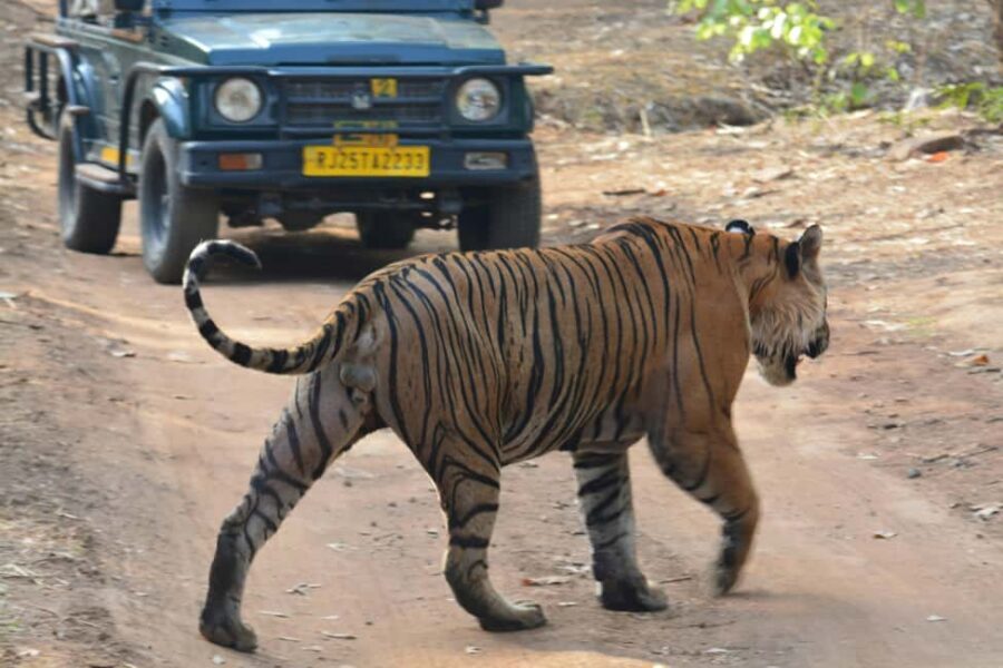 From Jaipur: Ranthambore National Park Day Trip with Safari - Key Things I’d Watch For