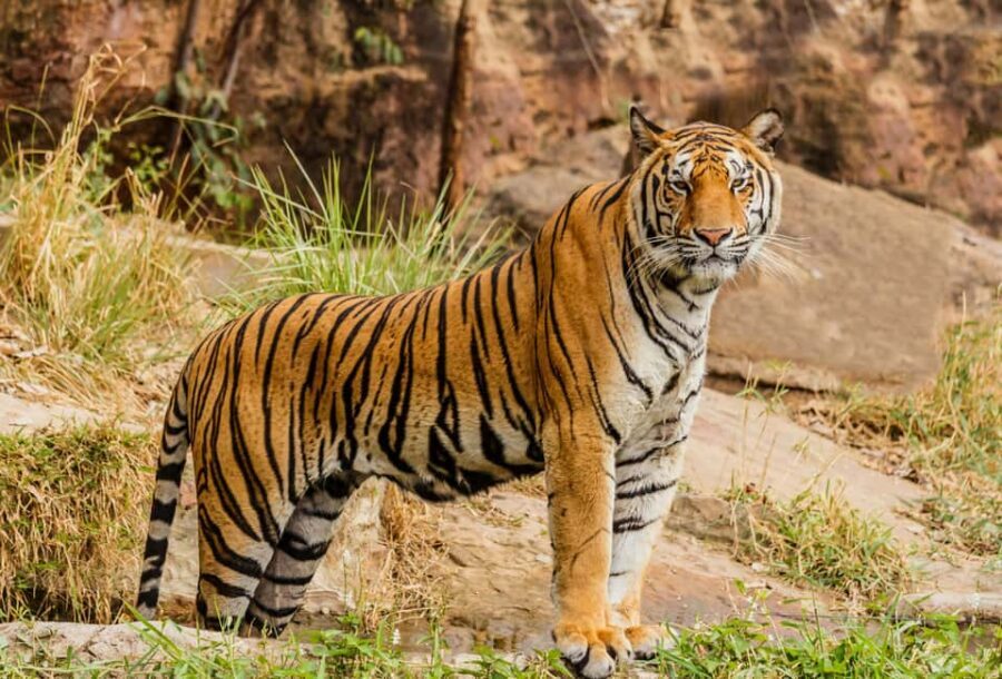 From Jaipur: Ranthambore National Park Day Trip with Safari - From Jaipur to Ranthambore: The Long Day Formula