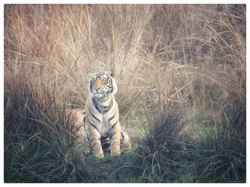 From Jaipur: Ranthambore National Park Day Trip with Safari - Safari Ride Reality: Jeep (6 seats) vs Canter (16–20 seats)