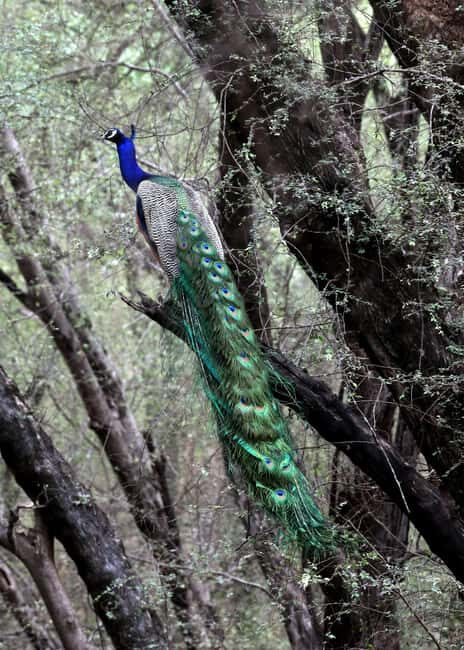 From Jaipur: Ranthambore National Park Day Trip with Safari - Afternoon Safari Time: What That Means for Tigers