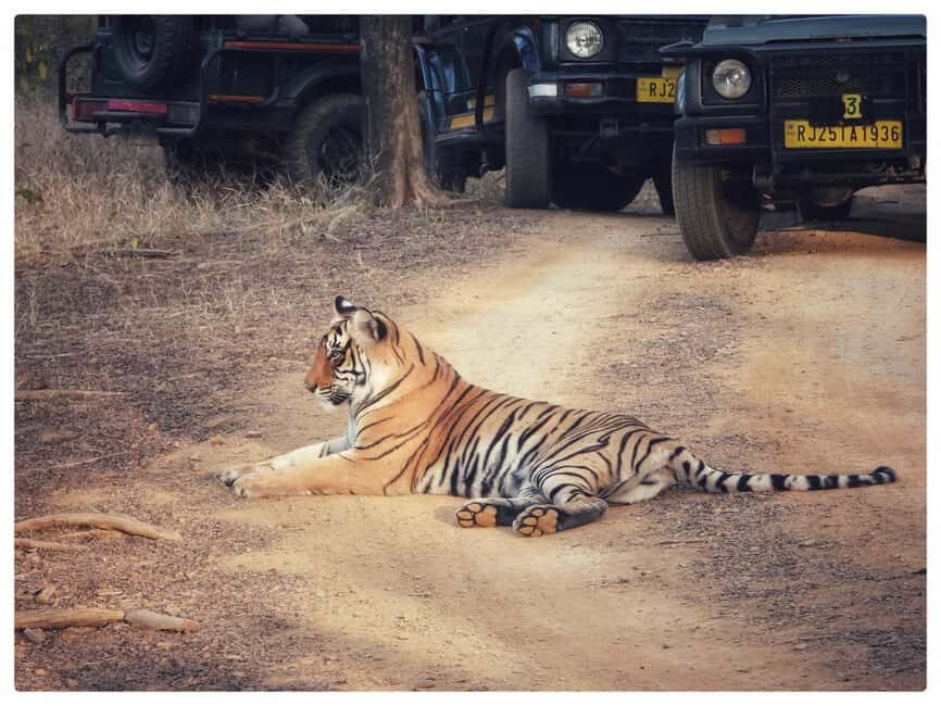 From Jaipur: Ranthambore National Park Day Trip with Safari - Zones, Seats, and Getting Better Angles