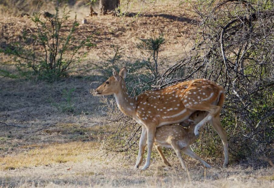 From Jaipur: Ranthambore National Park Day Trip with Safari - Price and Value: Is $85 Worth It?