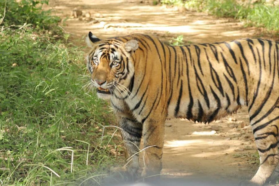 From Jaipur: Ranthambore National Park Day Trip with Safari - Comfort, Safety, and Small Headaches You Should Plan For