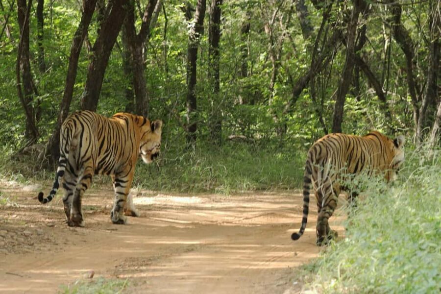 From Jaipur: Ranthambore National Park Day Trip with Safari - The Road Through Rajasthan: Aravalli Hills and Real Travel Time