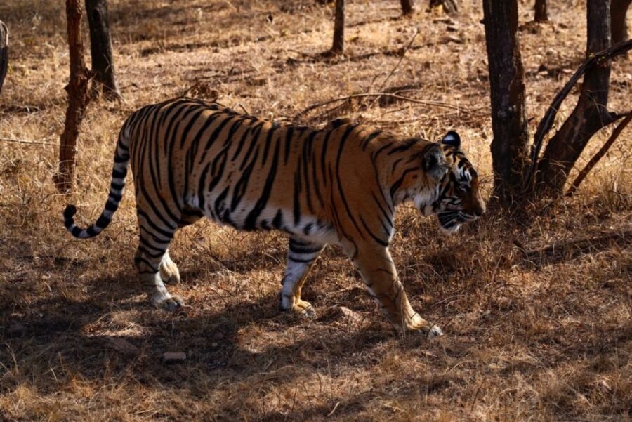 From Jaipur: Ranthambore Private Day Trip with Tiger Safari - Royal Forts, Temples, and Monkeys: The Part That Surprises People