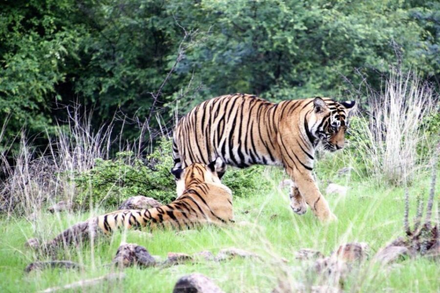 From Jaipur: Ranthambore Private Day Trip with Tiger Safari - Timing Windows by Season: Why the Afternoon Slot Changes