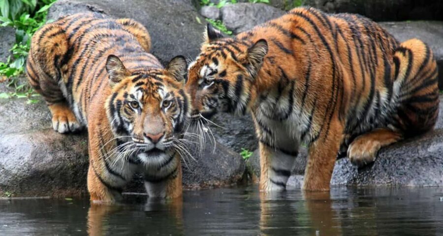 From Jaipur: Ranthambore Private Day Trip with Tiger Safari - The Open Canter Safari: How You’ll Spend Your Wildlife Time