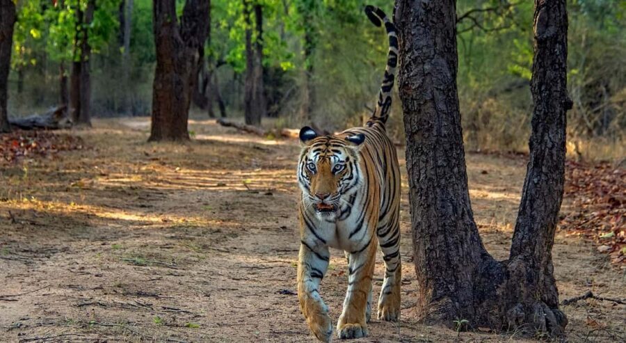 From Jaipur: Ranthambore Tiger Safari Day Trip with Transfer - Key things to know before you go