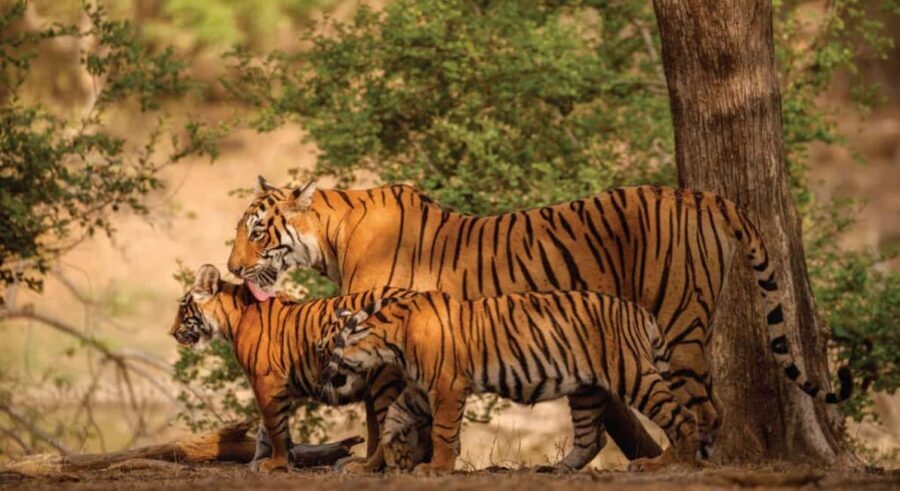 From Jaipur: Ranthambore Tiger Safari Day Trip with Transfer - Jaipur to Ranthambore: the 3–4 hour road that sets your mood