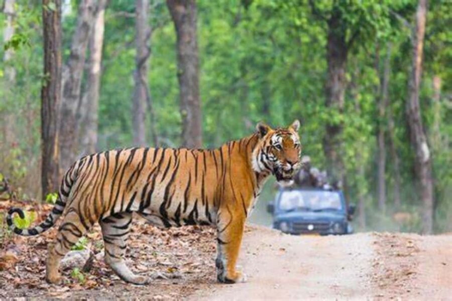 From Jaipur: Ranthambore Tiger Safari Day Trip with Transfer - Safari day in Ranthambore: dry forests, lakes, and where the tigers are usually linked