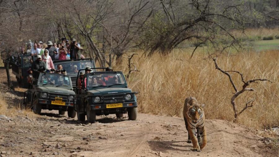 From Jaipur: Ranthambore Tiger Safari Day Trip with Transfer - Wildlife viewing tips that make the drive more rewarding