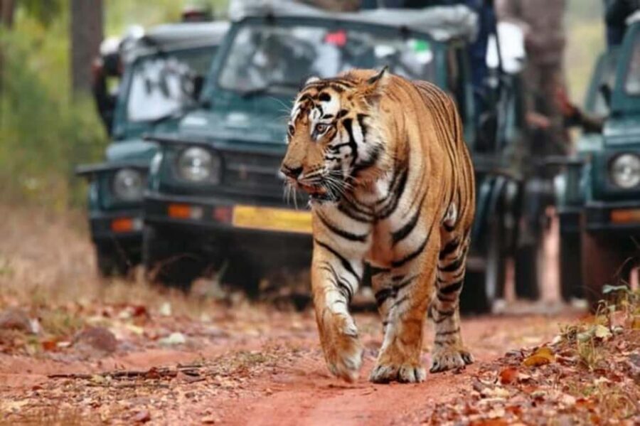 From Jaipur: Ranthambore Tiger Safari Day Trip with Transfer - Arrival at Ranthambore National Park: what your guide actually does