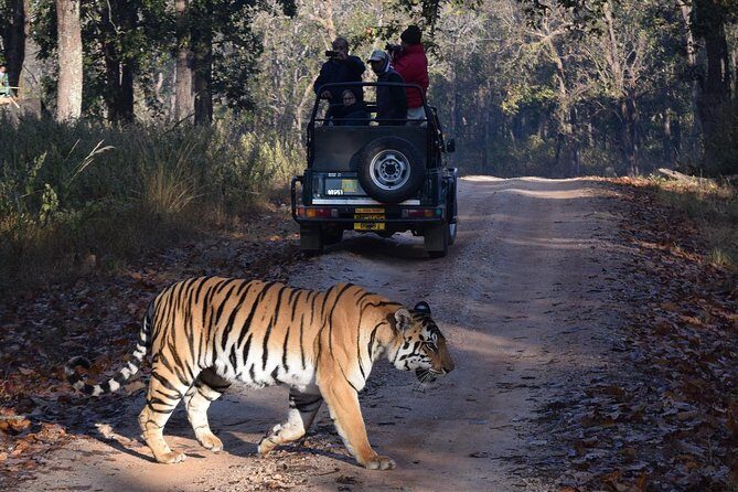 From Jaipur: Ranthambore Tiger Safari Private Day Tour - Key Points Before You Go