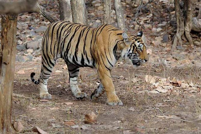 From Jaipur: Ranthambore Tiger Safari Private Day Tour - Why Ranthambore Works as a Jaipur Day Trip