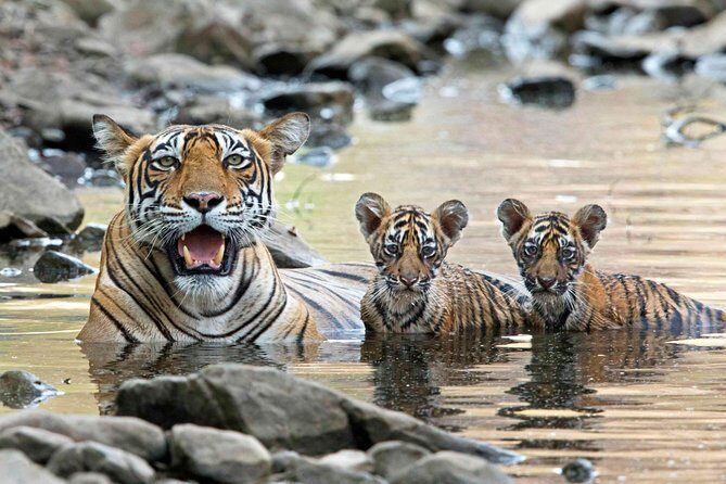 From Jaipur: Ranthambore Tiger Safari Private Day Tour - Entering Ranthambore: Royal Forts, Old Temples, and the Wildlife Story