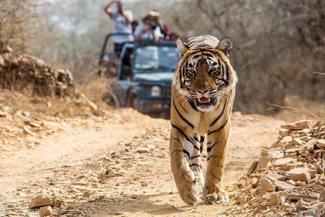 From Jaipur: Ranthambore Tiger Safari Private Day Tour - The Canter Safari With a Naturalist Guide: What That Really Means