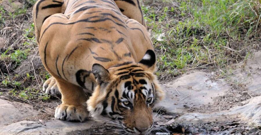 From Jaipur: Ranthambore Tour with Cab - Key things to know before you go