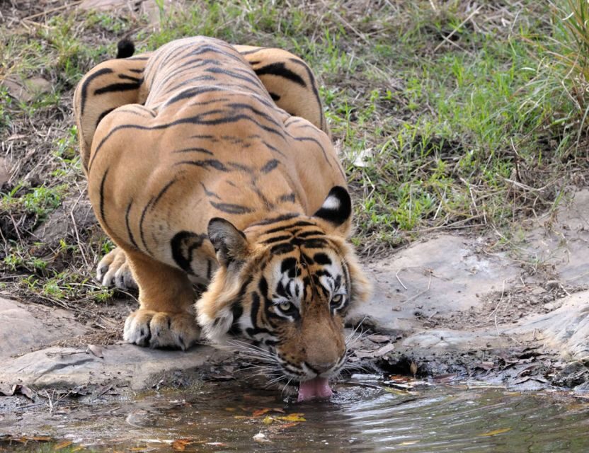 From Jaipur: Ranthambore Tour with Cab - Why a Jaipur-to-Ranthambore day trip is such a big deal
