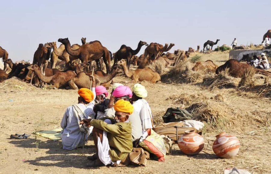 From Jaipur: Same Day Pushkar Self-Guided Day Trip - Price and Logistics: What $80 Really Buys You