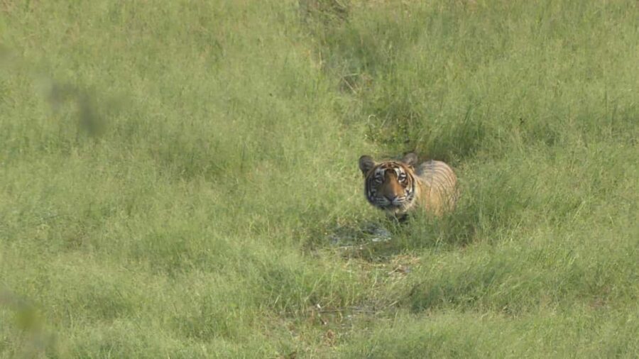 From Jaipur: Sariska National Park Day trip with Safari - Jaipur to Sariska: The drive that sets your expectations