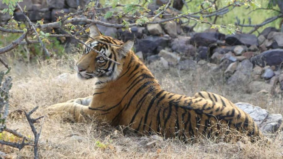From Jaipur: Sariska National Park Day trip with Safari - Vehicles, waiting time, and the park rules you’ll want to know