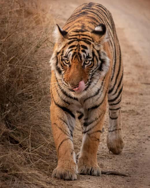 From Jaipur: Sariska National Park Day trip with Safari - Tiger sightings are the headline—but smaller wins are real
