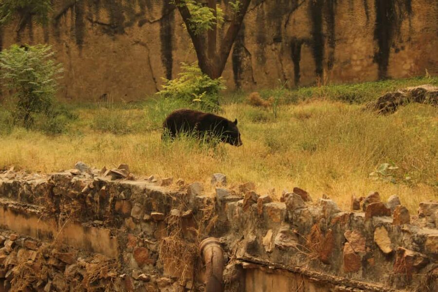 From Jaipur: Sariska National Park Day trip with Safari - English on the day: What to expect from your guide