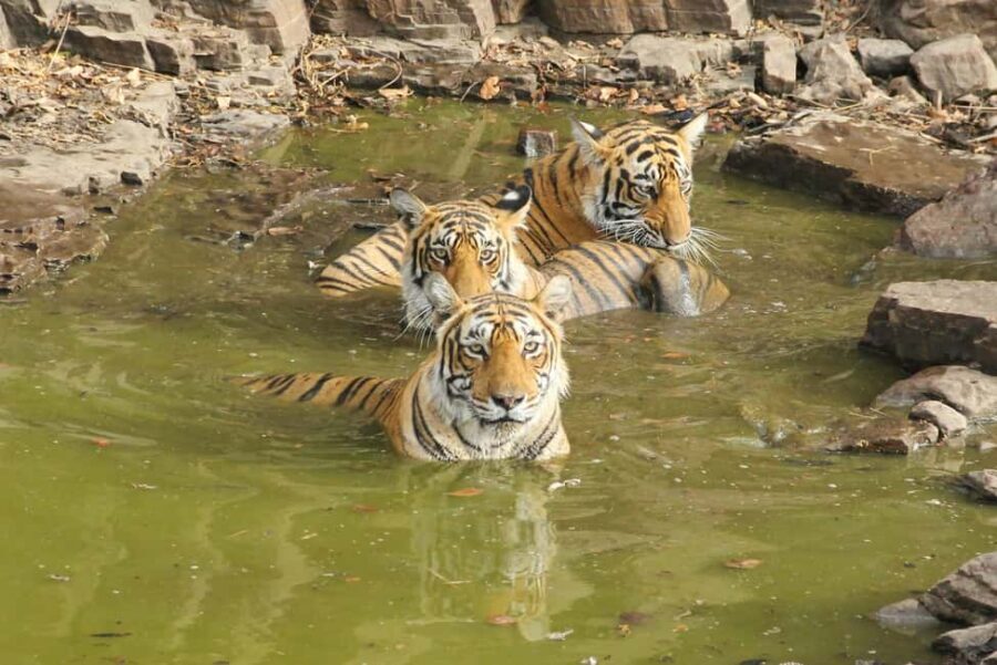 From Jaipur: Sariska National Park Day trip with Safari - Who should do this safari (and who should skip it)