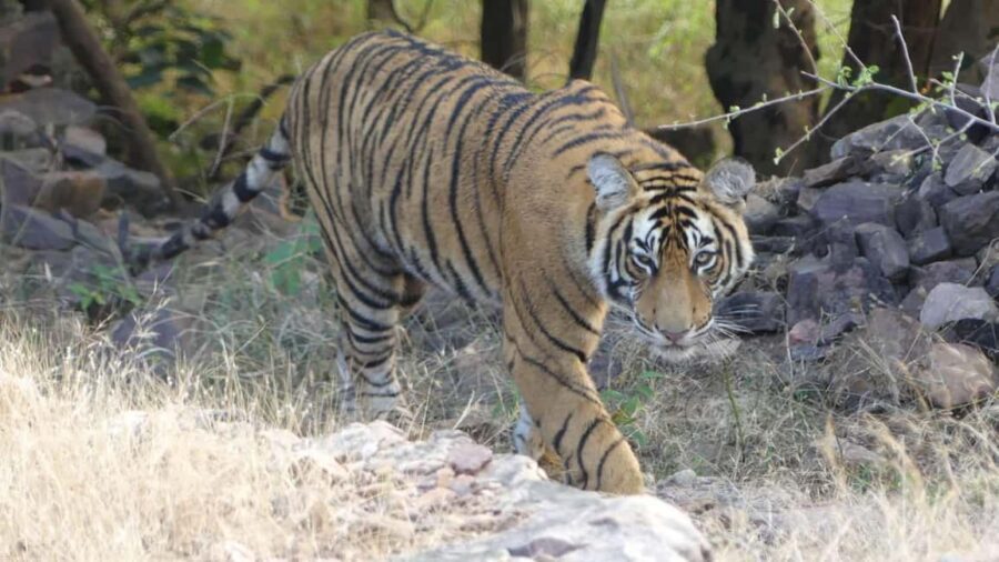 From Jaipur: Sariska National Park Day trip with Safari - The guided safari at Sariska: What you actually learn and see