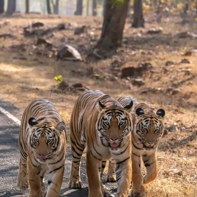 From Ranthambore: Official Tiger Safari in Canter With Guide - Key things to know before you ride