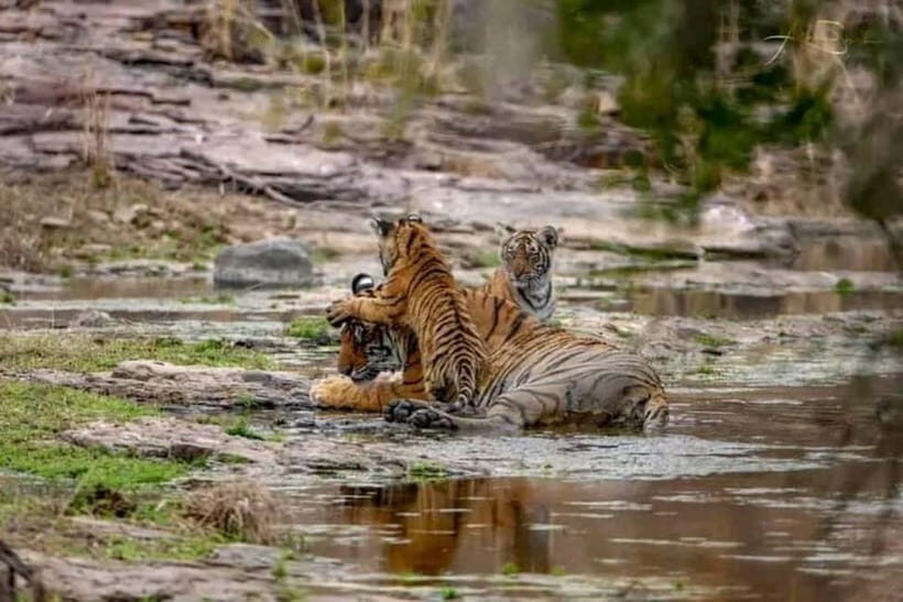 From Ranthambore: Official Tiger Safari in Canter With Guide - How Ranthambore’s 10 zones shape your tiger-safari odds