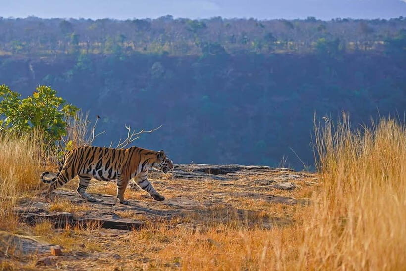 From Ranthambore: Official Tiger Safari in Canter With Guide - The shared open-top Canter (20 people) and how to make it work