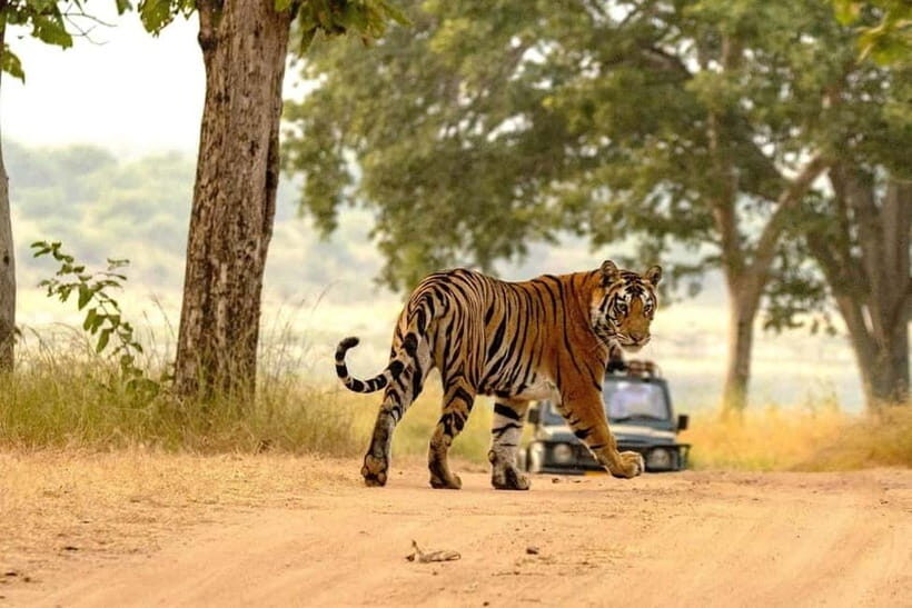 From Ranthambore: Official Tiger Safari in Canter With Guide - What the guide actually does on the safari