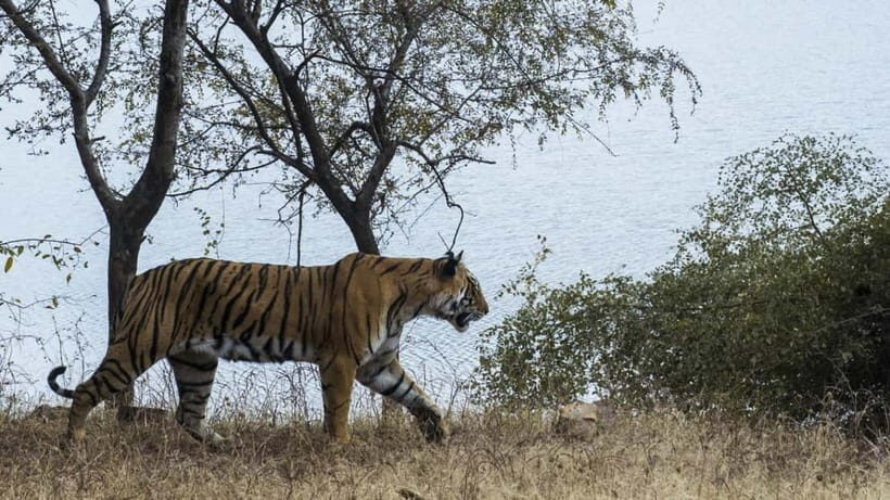 From Ranthambore: Official Tiger Safari in Canter With Guide - Price and value: is $27 a bargain or a compromise?