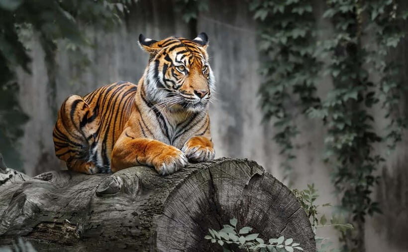 From Ranthambore: Official Tiger Safari in Canter With Guide - How unpredictable safari day planning should be in Ranthambore