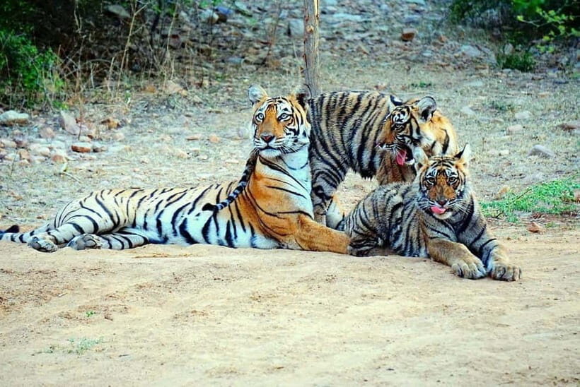 From Ranthambore: Official Tiger Safari in Canter With Guide - Should you book this Ranthambore Canter safari?