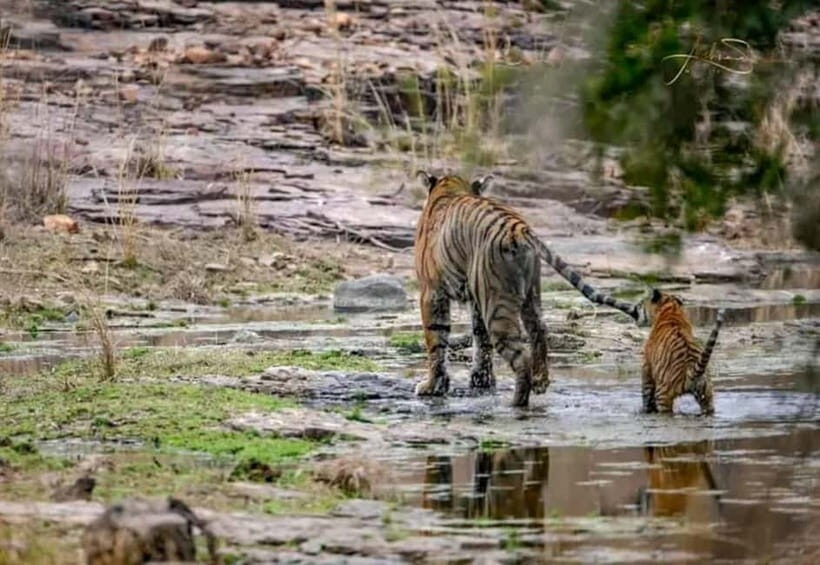 From Ranthambore: Official Tiger Safari in Canter With Guide - Meeting at Ganesh Dham Circle and what the 3 hours feel like