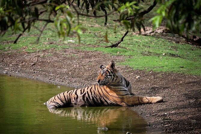 Full-Day Trip to Ranthambore National Park from Jaipur - Key Highlights Worth Your Time