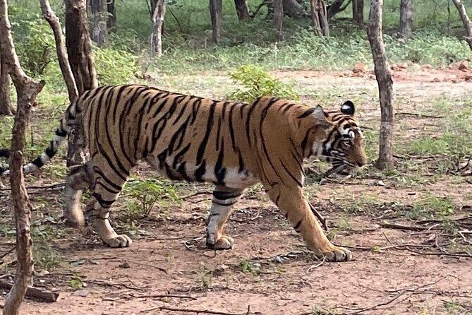 Full-Day Trip to Ranthambore National Park from Jaipur - The Practical Reality of a Ranthambore Day Trip from Jaipur